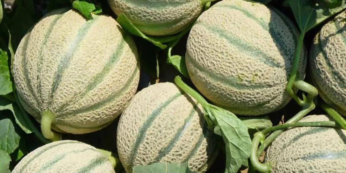 Melone, il Celestial di Nunhems raccoglie consensi